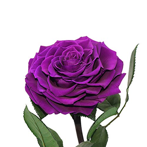 Purple Roses Handmade Rose in Glass Dome, Preserved Flowers Never Withered Romantic Gifts for Her, Mother's Day, Birthday Gifts for Women (9 inch, Purple) - color: Purple, size: Large