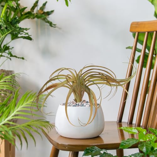 uxcell 1Pcs Artificial Succulent Plants Fake Pineapple Grass, 8 Inch Large Faux Succulents Unpotted Real Touch for DIY Home Wedding Garden Office Outdoor Decor, Green/Red Brown - color: Green/Red Brown