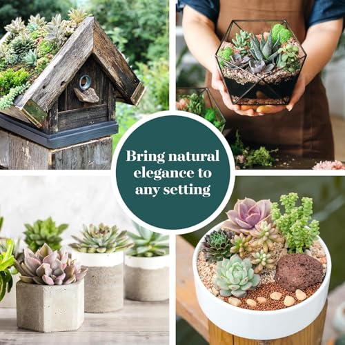 Shop Succulents Assorted Succulent Plant Pack Collection - Live Mini Succulent Plants, Low Maintenance, Mixture of Colors & Textures - Wedding and Party Favors, Gift & Garden - size: 40 Pack