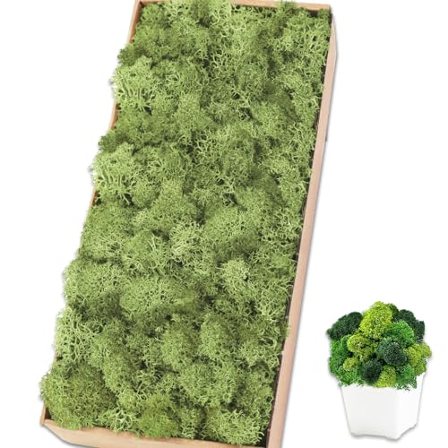 Preserved Reindeer Moss, 17.6 oz Chartreuse Decorative Craft Moss for Potted Plants, Fairy Gardens, DIY Wall Art, Floral Arrangements, Christmas Easter Wedding Holiday Decor - color: Chartreuse, size: 17.6 OZ