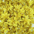 20 Pcs Artificial Lily Flower Head, Gold | Fake Flowers Heads, Simulation Small Lily, DIY Handmade, Wedding Photography Party Home Decoration - color: Gold