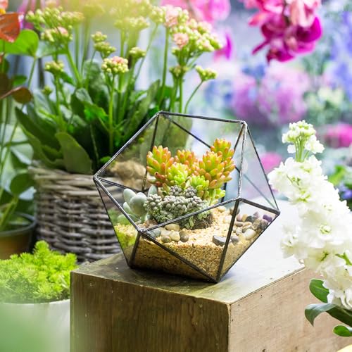 NCYP Opened Geometric Glass Terrarium, 6.69" Bowl Shape Planter for Succulent Plant Cacti, Indoor Balcony Irregular Decor, Garden Miniature Pot, Tabletop Centerpiece (No Plants)