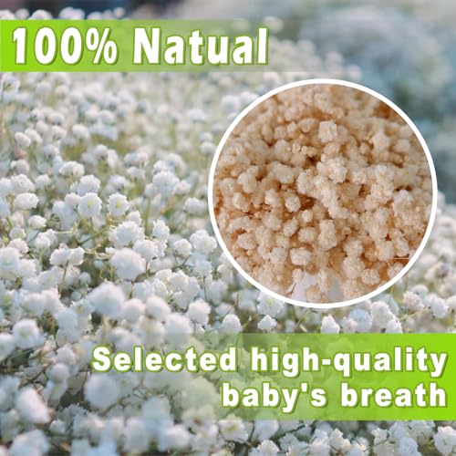 2500+ Mini Dried Babys Breath Flowers, 75 Pcs Ivory White Baby Breath Flowers, Natural Dried Gypsophila Bouquets for Rustic Wedding Decor, DIY Crafts, Gift Wrapping, Vase Arrangement