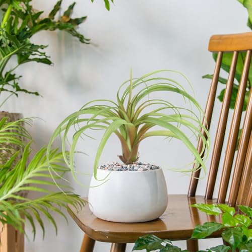 uxcell 1Pcs Artificial Succulent Plants Fake Pineapple Grass, 8 Inch Large Faux Succulents Unpotted Real Touch for DIY Home Wedding Garden Office Outdoor Floral Decoration, Green - color: Green