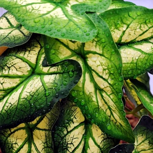 Reptile Plants for Terrarium, Amphibian Habitat Decor Artificial Hanging Plants with Suction Cup, Artificial Plants for Gecko Chameleon Snake Tortoise Tank Accessories. 2-Pack (Alocasia odora-B) - color: Alocasia Odora-b