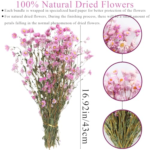 CITYES Dried Daisy Flowers Bouquet Dried Flowers Pink with Stems Real Chrysanthemum Gerber Daisies Arrangements for Wedding Farmhouse Vase Decorations DIY Home Party Wildflower Decor