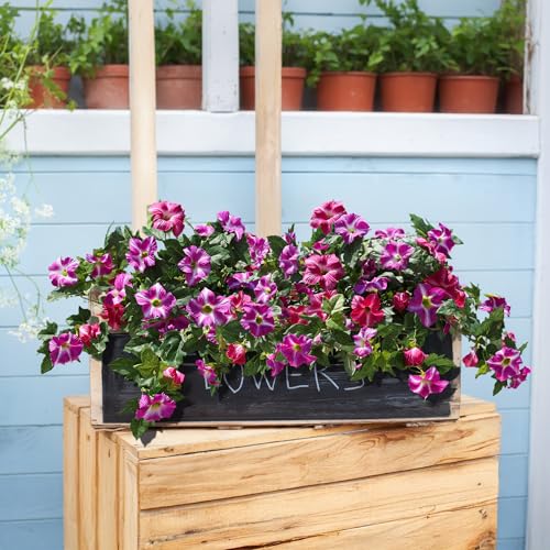 HyeFlora Artificial Flowers for Outdoors 2PCS Faux Petunias Silk Fake Flowers for Outside Planter UV Resistant Realistic Home Garden Porch Decor (Fuchsia) - color: Fuchsia