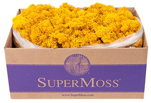 Super Moss (25151 Reindeer Moss Preserved, Mango, 3lbs - color: Mango, size: Appx. 3 lb Bulk Case