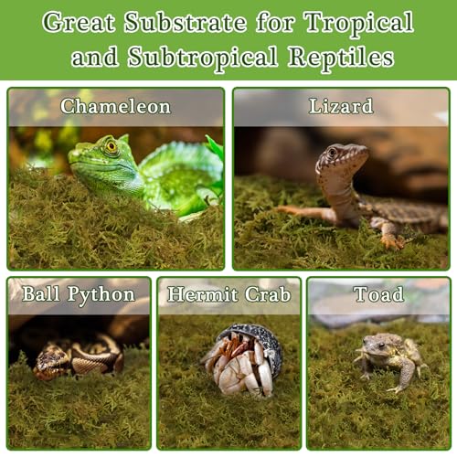 Halatool 5OZ Sphagnum Moss for Reptiles- 8QT Reptile Moss Bedding for Snake Tortoise Gecko Lizard Hermit Crab, Terrarium Humidity Retention - size: 5OZ