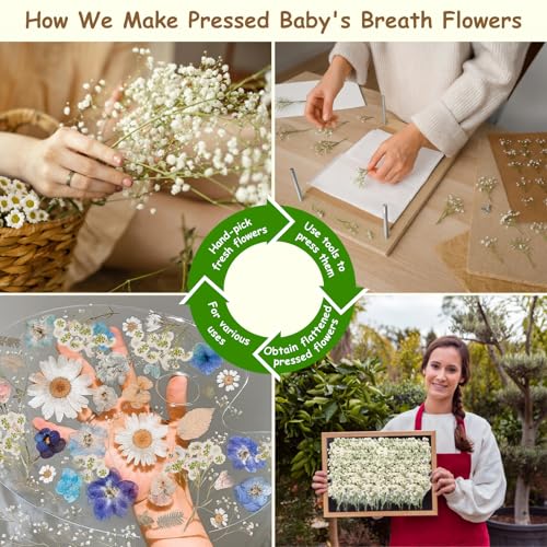 110Pcs Dried Pressed Baby's Breath Flowers - 100% Natural Flat Real White Gypsophila Baby Breath, Pressed Flowers for Resin Art, Epoxy Coasters, Wedding Invitations, Scrapbooking, Frame Decorations - size: 110