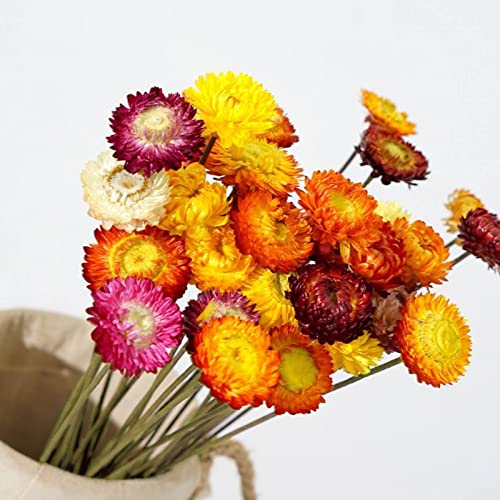 Dried Flowers Natural Daisy Mums Flower - 20 Stems Multicolor Daisies Artificial Sunflowers, Dry Fall Orange Flowers Bouquets for Vase, Wedding Home Farmhouse Decor, DIY Table Centerpiece Decoration