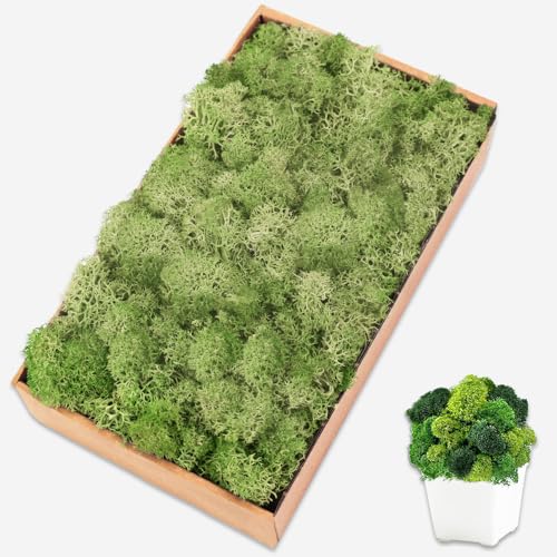 Preserved Moss for Crafts Chartreuse Reindeer Moss for Potted Plants, Craft Decorative Moss Decor for Wall Art, Dried Moss(7oz, Chartreuse) - color: Chartreuse, size: 7 OZ