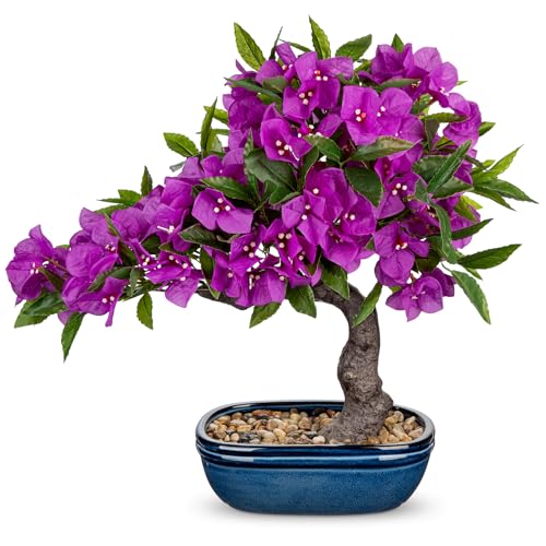 Briful Artificial Bougainvillea Bonsai Tree 18.5" Silk Bougainvillea Plant with Blue Pot Fake Bougainvillea Floral Tree for Home Office Room Desk Shelf Zen Décor(Purple) - color: Purple Blue