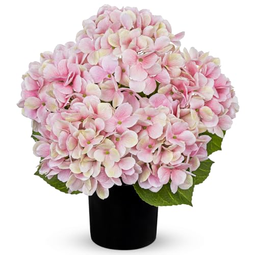 Hollyone Pink Hydrangea Artificial Flowers in Pots 15.7" Five-Head Faux Silk Hydranges Flower Arrangements for Indoor Home Office Kitchen Table Centerpieces Wedding Decorations - color: Pink, size: 5 Head Hydrangea