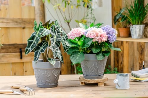 Melphoe Plant Pots Indoor with Drainage & Saucer, 2Pack 8 inch Flower Pots Outdoor Planters for Indoor Plants Garden Home Decor Cactus Succulent, Rigid Plastic (Imitation-Terracotta) Vine-Embossed - color: Cement Grey Color, size: 8''