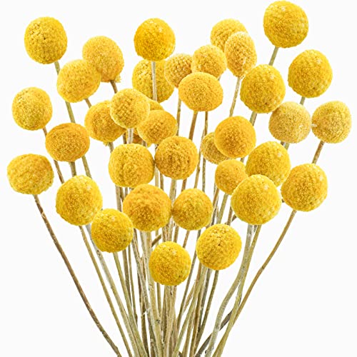 Uieke 120pcs Dried Yellow Billy Balls Flowers for Floral Arrangements, Wedding Decor, Tall Vase Filler, Indoor Use - color: Yellow-30mm-120pcs