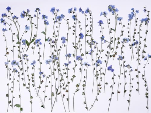 48 Pcs Natural Dried Pressed Forget-me-not Flowers for Wedding Cake Decorating, Real Dry Flower for Resin Jewelry Making, DIY Bookmarks Art Crafts(Forget-me-not) - color: Forget-me-not