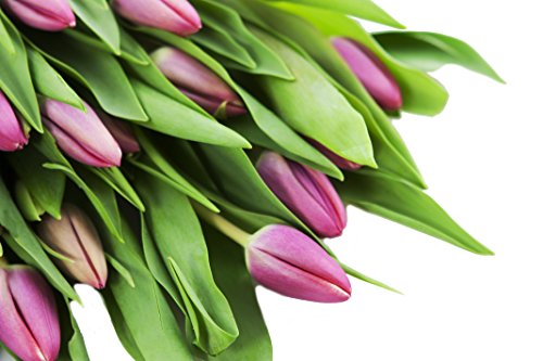 KaBloom PRIME NEXT DAY DELIVERY - Bouquet of 20 Pink TulipDirect Fresh.Gift for Birthday, Sympathy, Anniversary, Get Well, Thank You, Valentine, Mother’s Day Fresh Flowers - color: Pink, size: 20, style: Without Vase