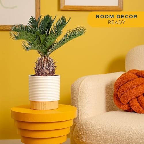 Costa Farms Live Sago Palm, Easy to Grow Live Indoor Plant, Houseplant in Plant Pot, Home and Room Decor, 1 Foot Tall - style: Palm, Medium (14-16 Inches Tall), in Decoarative Plant Pot