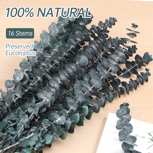 16 Pcs Dried Eucalyptus Stems, 17'' Natural Fresh Eucalyptus Leaves Branches Hanging for Shower, Preserved Real Blue Plant Live for Home SPA Wall Bathroom Wedding Party Vase Decor - color: Blue