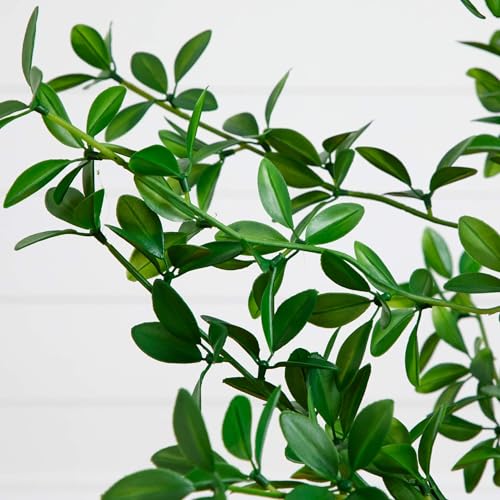 Nearly Natural 5ft Artificial Shady Lady Black Olive Tree - Mediterranean Style Indoor Fake Tree