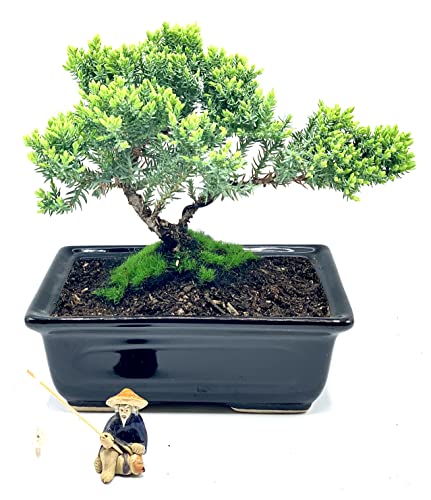 Live Dwarf Juniper Bonsai Tree About 6 Years Old with Cute Ceramic Fisherman | Juniper Bonsai Tree | Indoor/Outdoor | 100% Handcrafted| Home and Office Décor | Best Gift for Holiday - color: Juniper Smf