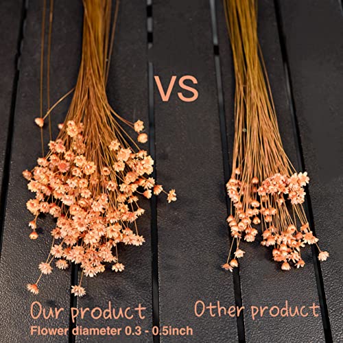 200 Stems Natural Dried Flowers Brazilian Small Star Daisy Dried Decorative Mini Chamomile Bouquet for Wedding Floral Arrangements Home Decorations Valentine's Day Gifts (Orange) - color: Orange