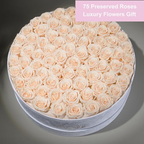 Prifroti 75 Preserved Roses in Suede Box – Luxury Rose Flower Arrangement, Preserved Flowers Gifts for Women, Wife or Mom – Birthday, Anniversary, Valentine’s Day, Mother's Day (Champagne) - color: Champagne, size: 75 Roses