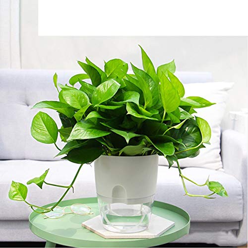 Vanavazon 6 Inch Self Watering Planter Pots for Indoor Plants, 3 Pack African Violet Pots with Wick Rope-White - color: White