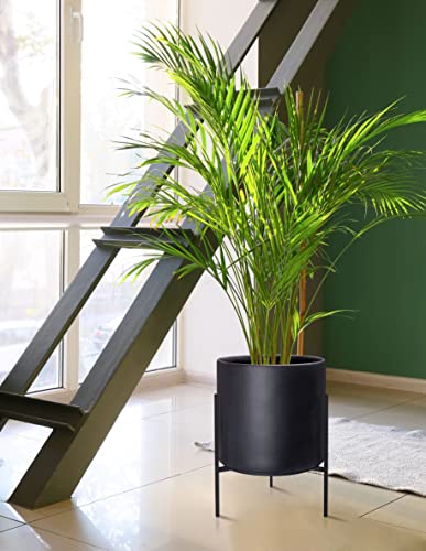 D'vine Dev Modern Black Plants Pot Cylinder Planter with Heavy Duty Stand, Large 12 Inch Pot, 17.6 Inch with Stand Height, 96-T-B-3 - color: Black, size: Large 12 Inch