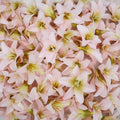 20 Pcs Artificial Lily Flower Head, Light Pink | Fake Flowers Heads, Simulation Small Lily, DIY Handmade, Wedding Photography Party Home Decoration - color: Light Pink