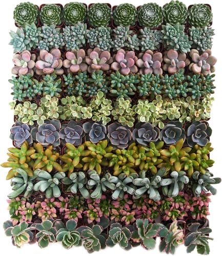 Shop Succulents Assorted Succulent Plant Pack Collection - Live Mini Succulent Plants, Low Maintenance, Mixture of Colors & Textures - Wedding and Party Favors, Gift & Garden - size: 40 Pack