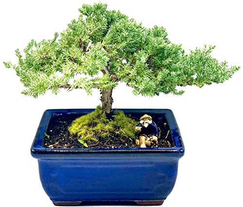 Live Dwarf Juniper Bonsai Tree 7 Year Old | Juniper or Jade Bonsai Tree | Indoor/Outdoor | 100% Handcrafted| Home and Office Décor | Best Gift for Holiday - color: Juniper Mf