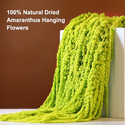 5Pcs Dried Amaranthus Hanging Flowers, 23" Neon Lime Green Preserved Wisteria for Wedding Arch, Fall Thanksgiving, Table Centerpiece, Wall Hanging Lover Tears, Floral Arrangement, Farmhouse Décor
