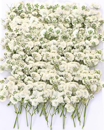55Pcs Dried Pressed Baby's Breath Flowers - 100% Natural Flat Real White Gypsophila Baby Breath, Pressed Flowers for Resin Art, Epoxy Coasters, Wedding Invitations, Scrapbooking, Frame Decorations - size: 55