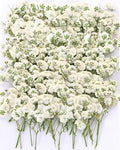 55Pcs Dried Pressed Baby's Breath Flowers - 100% Natural Flat Real White Gypsophila Baby Breath, Pressed Flowers for Resin Art, Epoxy Coasters, Wedding Invitations, Scrapbooking, Frame Decorations - size: 55