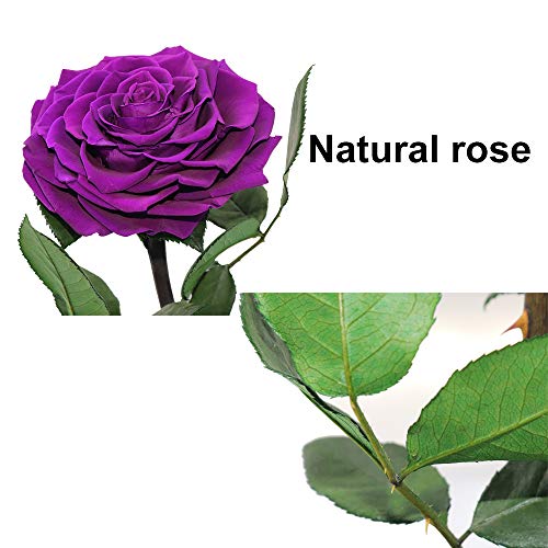 Purple Roses Handmade Rose in Glass Dome, Preserved Flowers Never Withered, Birthday Gifts for Women (13 inch) - color: Purple, size: X-Large