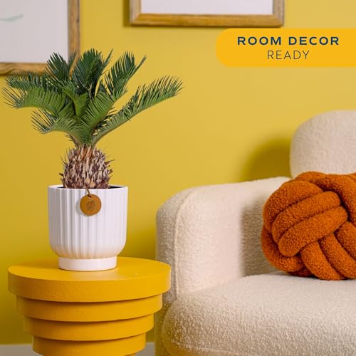 Costa Farms Live Sago Palm, Easy to Grow Live Indoor Plant, Houseplant in Decorative Pot, Home and Room Decor, 1 Foot Tall - style: Palm, Medium (14-16 Inches Tall), in Modern Décor Planter