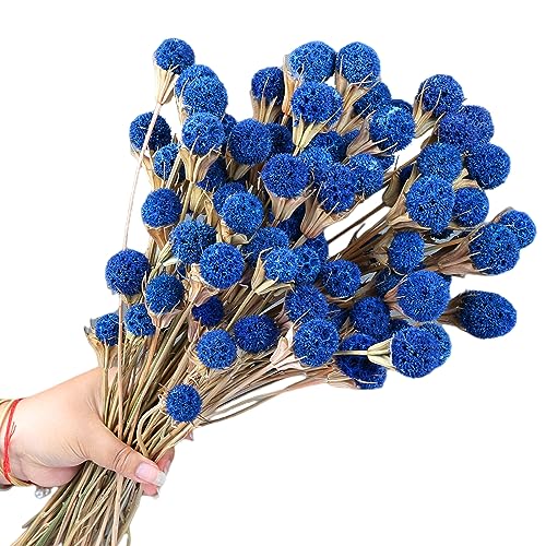 40 Pcs Natural Blue Dried Thistle Flowers Bouquet, Bulk Dried Craspedia Billy Balls Button Plant, 17'' DIY Floral Arrangements for Home Boho Kitchen Table Wedding Vase Decor