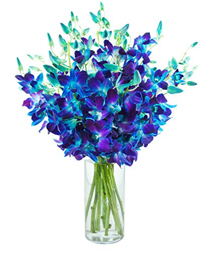 KaBloom-20 Blue Orchid Bouquet,Flowers for Valentine, Mother's Day - color: Blue, size: 20 count, style: With Vase