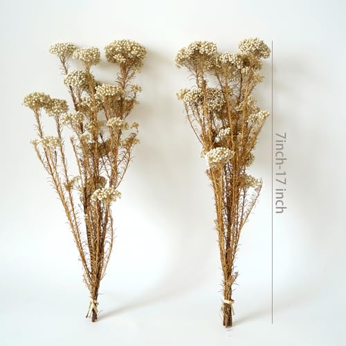 Natural Preserved Millet Flowers Dried Bouquet Flowers and Plants Arrangements for Home and Wedding Decoration (Lvory White) - color: Lvory White