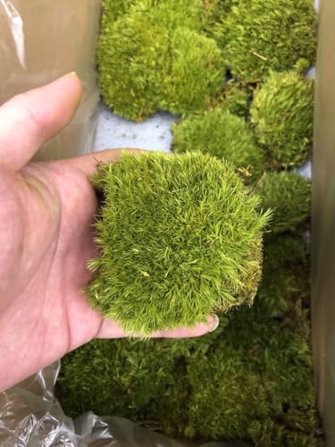 Preserved Pole Moss Pillow Bun Cushion Natural Decorative Real Natural Green DIY Kit Gardenning Art Wall Decor Florist Decor Easter Table Decor Wedding (1.5 sq.ft, Green-D) - color: Green-d, size: 1.5 sq.ft.