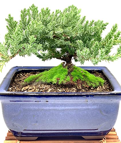 Live Dwarf Juniper Bonsai Tree 7 Year Old with Hand-Made Bamboo Stand | Juniper or Jade Bonsai Tree | Indoor/Outdoor | 100% Handcrafted| Home and Office Décor | Best Gift for Holiday - color: Juniper Mb