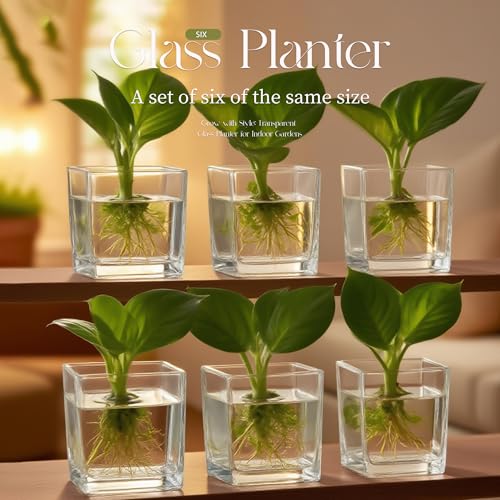 Set of 6 Square Glass Vases for Centerpieces – 4" x 4" x 4" Clear Short Vases, Flower Vase, Plant Terrariums, or Candle Holders for Wedding Centerpieces, Office Decor, Home Décor, Parties - size: 4in-6pcs