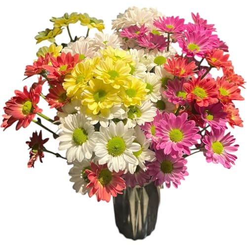 20 Stems Fresh Cut Random Mixed Color Daisy Flowers Long Blooming Period Hydroponic Flower Arrangement Suitable For Home Decoration Birthday, anniversary Healing Sympathy Friendship and Love