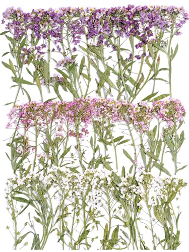 48 Pcs Mix Natural Dried Pressed Flowers for Cake Decorating, Real Dry Flower for Resin Jewelry Making, DIY Art Crafts (Sweet Alyssum) - color: Sweet Alyssum