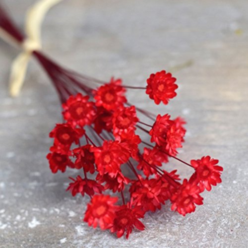 100 Stems Natural Dry Flowers Brazilian Small Star Daisy Decorative Dried Flowers Mini Daisy Chamomile Bouquet for Wedding Floral Arrangements Home Decorations (Red02) - color: Red02