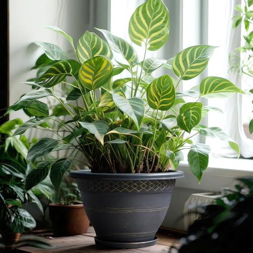Usocik 8 Inch Plaid Plant Pots 6 Pack with Drainage and Saucers Gold | Gold plaid PP pots with drainage holes and saucers for herbs succulents starter plants shelves windowsills - color: Gold, size: 8 Inches-6 packs