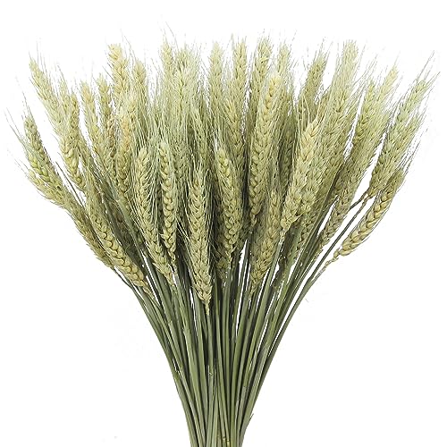 100 Pcs Dried Wheat Stalks Bundle Natural Dried Wheat Sheaves Stems Wheat Grass Dried Flowers Arrangement Bouquet for Wedding Party Table Centerpiece Fall Harvest Wreath Boho Decor Farmhouse