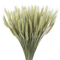 100 Pcs Dried Wheat Stalks Bundle Natural Dried Wheat Sheaves Stems Wheat Grass Dried Flowers Arrangement Bouquet for Wedding Party Table Centerpiece Fall Harvest Wreath Boho Decor Farmhouse